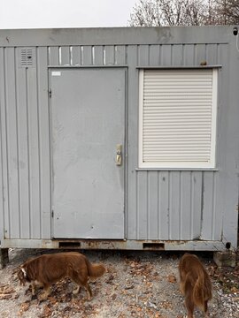 Two brown dogs walk near a weathered gray container