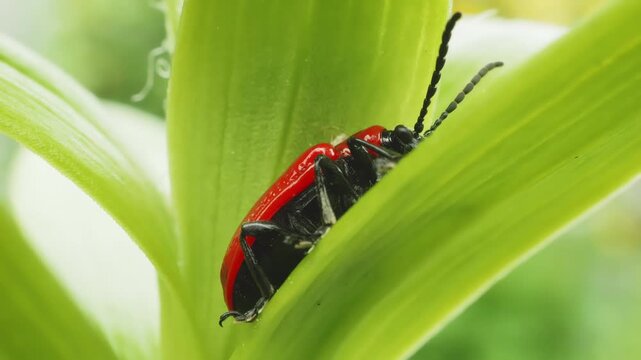 Red soldier beetle on green leaf macro close up slow motion stock footage