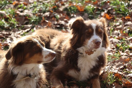 Two australian shepherds relaxing in autumn leaves