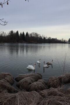 Family of Swans Swimming on Calm Winter Lake