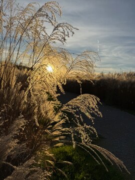Golden Hour Sun Through Pampas Grass