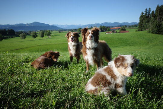 Australian Shepherds and Puppy in Sunny Green Field