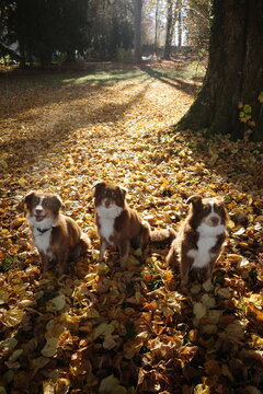 Three Dogs on Autumn Leaves Path