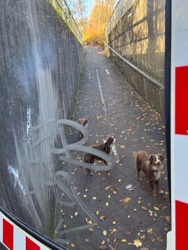 Dogs and Autumn Leaves in an Underpass