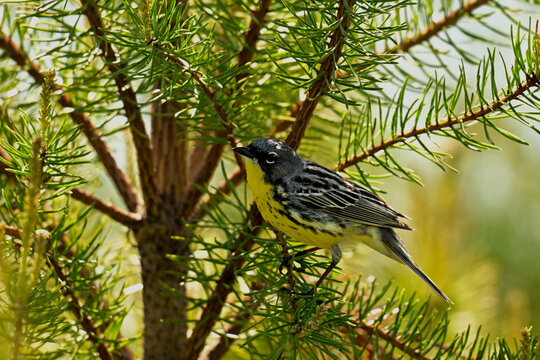 A rare male Kirkland's Warbler sits perched at the edge of a new growth pine forest