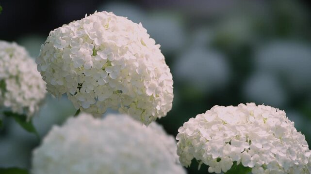  Tokyo,Japan - June 7, 2026: Closeup of Annabelle or white hydrangea flower