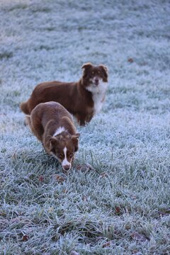 Australian Shepherd on Frosted Grass
