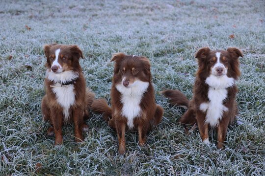 Three Australian Shepherds Sitting in Frosty Grass