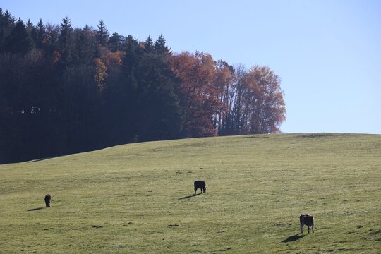 Cows Grazing on a Hillside Pasture in Autumn