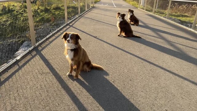 Beautiful dogs are having fun