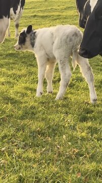 A cow calf and it's herd on a beautiful meadow during sunset