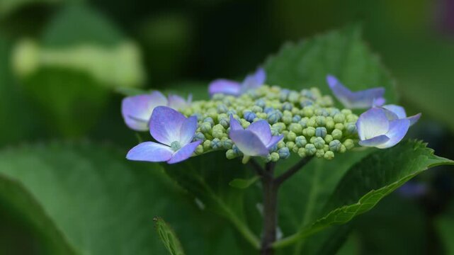 Tokyo,Japan - June 6, 2026: Closeup of blue hydrangea flowers 