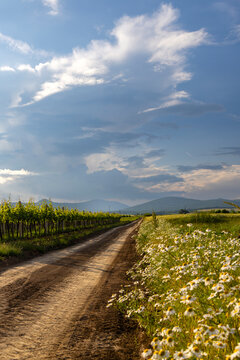 Vineyards and chamomile fields along a dirt road in Hungary