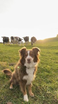 Brown and white dog is sitting in a field with cows