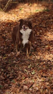 Australian Shepherd in Autumn Leaves