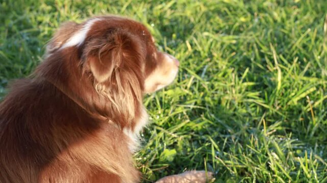Abstract close-up of a dog s fur in motion