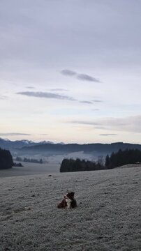 Dog Lying on Frosted Meadow with Mountain View