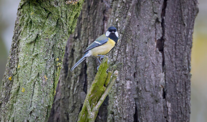 Great tit perching on mossy branch in forest © Richard Semik