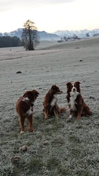 Three Australian Shepherds in Frosted Winter Landscape