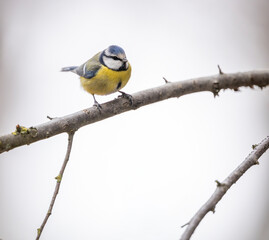 Blue tit bird perching on bare branch in Podmoli © Richard Semik