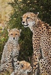 cheetah in the grass © Malik