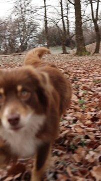 Dog Sniffing Through Fall Leaves in the Woods