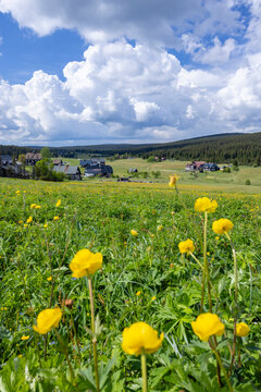 Yellow flowers blooming in Jizerka meadow Jizera Mountains village