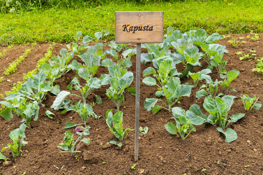 Kapusta cabbage plants growing in a family garden in Zuberec, Slovakia