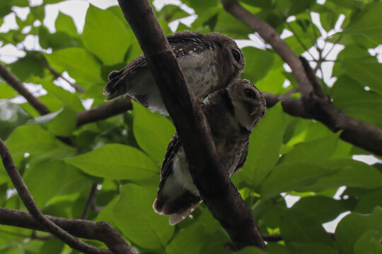 Spotted Owlets (Athene brama) Perched on a Tree Branch Found in Urban Parks