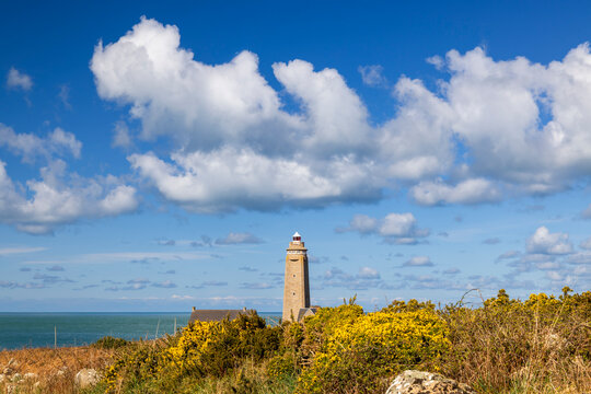 Gatteville Lighthouse standing on Normandy coast with gorse flowers