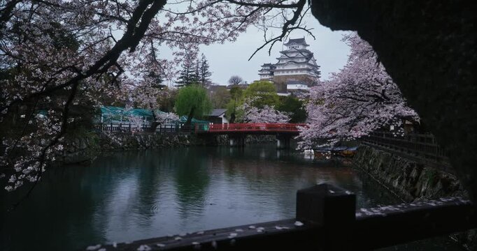 Slow, steady cam forward over fence to view of canal, spring cherry blossoms and distant