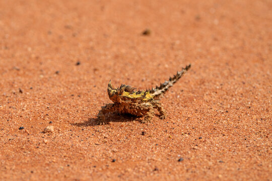 thorny devil from the front, lizard on the ground, Moloch horridus, Western Australia