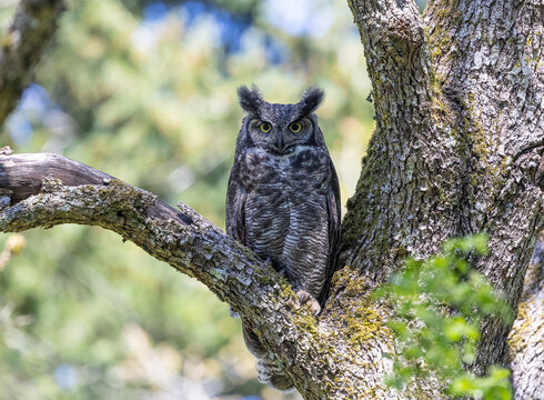 A great horned owl " Bubo virginianus " pearches in a tree as it watches for prey.