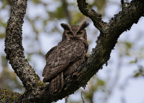 A great horned owl " Bubo virginianus " pearches in a tree as it watches for prey.