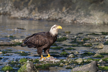 Fototapeta premium Haliaeetus leucocephalus eats a dead fish washed up in a Canadian salmon stream. 