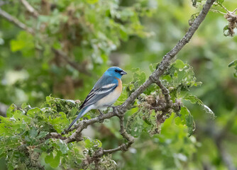 Obraz premium A male lazuli bunting 
