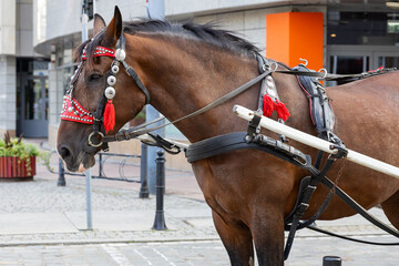 Obraz premium Brown carriage horse in traditional ornate harness with red tassels standing on a cobblestone street in Wroclaw, Poland. Historical urban tourism, cultural heritage and transportation