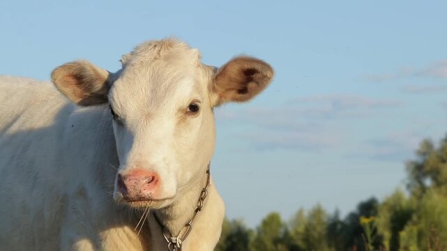 A white cow flaps its ears in a funny.Close-up portrait of large cattle.