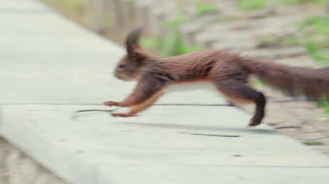 A fast moving red squirrel dashes across a patch of green grass, captured with slight motion blur