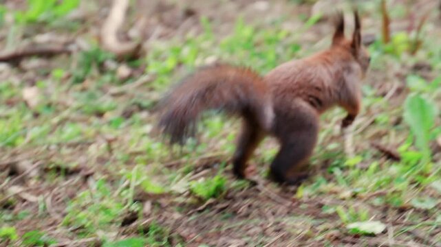 A fast moving red squirrel dashes across a patch of green grass, captured with slight motion blur