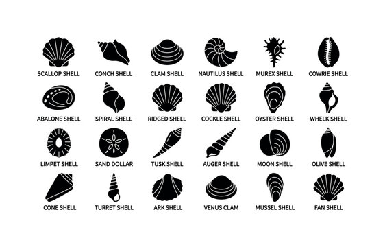Seashell Collection Glyphs. Solid glyph icon set of Shell and seashell icons displayed in labeled grid on white: scallop shell, conch shell, clam shell, nautilus shell, murex shell, cowrie shell,