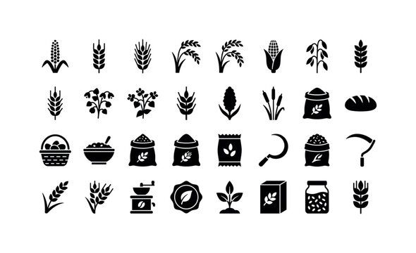Grain Harvest Glyphs. Solid glyph icon set of cereals: pearl millet, wheat ear, barley ear, rice stalk, maize cob, oat stalk, rye stalk, buckwheat cluster, sorghum head, timothy grass, grain sack,