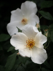 Fototapeta premium White rose pair in rain