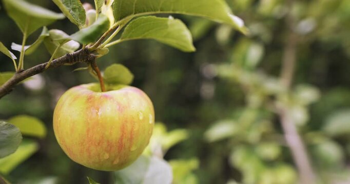 Ripe apple hanging on a leafy orchard branch