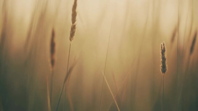A serene sunset shines on tall grass and cattails in a natural landscape.