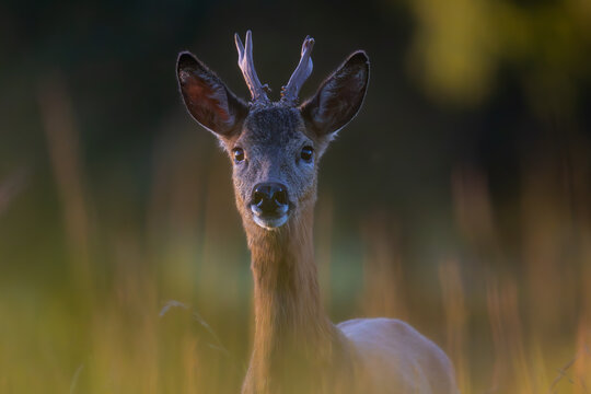 deer in the woods