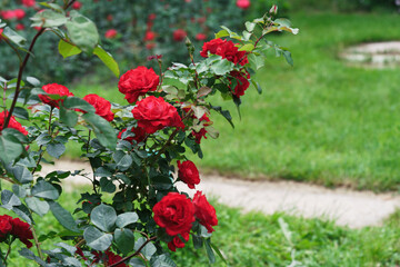 Naklejka premium Abundant rose bush covered with vivid red flowers growing in row along garden path. Dense green foliage and blooming plants in public park or botanical garden on summer background. Plant breeding