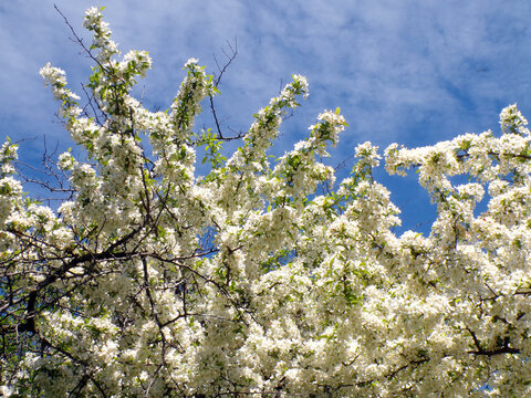 Blooming white cherry flowers on branch