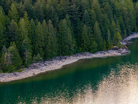 Driftwood Lined Forest Shoreline at Harrison Lake BC Canada With Calm Green Water and Evergreen Trees