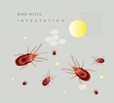 Bird Mites Infestation - tiny parasites - Stock Illustration
